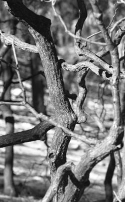 Trees that were charred in this summer's Valley Fire are seen in this recent photo.   Under legislation introduced by Rep. Scott McInnis, the environmental process surrounding logging and thinning of national forests would be streamlined in an effort to mitigate wildfire.