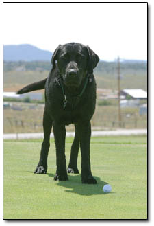 On his owner's command, Hunter drops a golfer's ball after a putt that turned into a game of fetch.