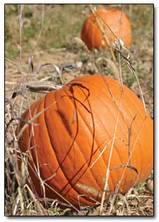 As Sunday afternoon waned, only a handful of pumpkins remained unclaimed in the fields of Sutherland Farms.