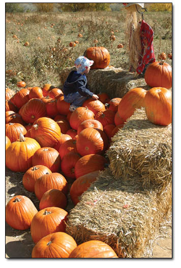 Because its there.  Ryan Genvaldi, of Aztec, scrambles over a mountain of pumpkins during his family's outing to the pumpkin patch.