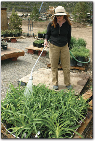 Beth Flory keeps the plants hydrated at Durango Nursery and
Supply.
