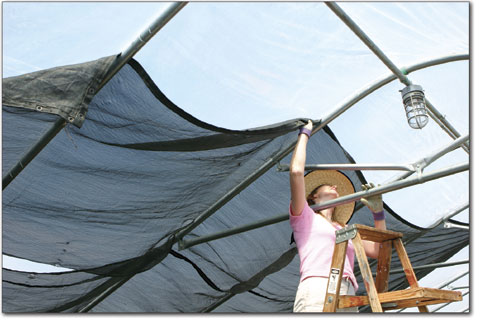 Alison James pulls a large tarp over the inside of the green
house at Native Roots to provide plants with a little more
protection from the intense rays of the sun.