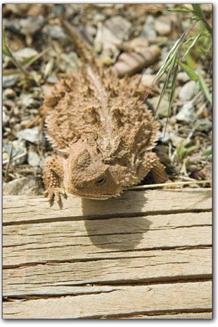A horny toad soaks up the sunshine at the Lowry Pueblo last
weekend.