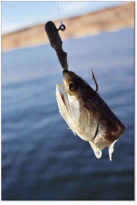 Step 3: Get some reel-time. Fish are abundant in Powell, and
this anchovy is a delicacy among schools of striped bass.