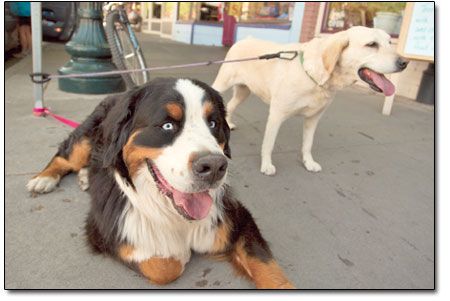 Chatiemac, a Bernese mountain dog, left, lives the ruff life
with his pal Marcy on a trip to Durango from Telluride, where
apparently they have no Animal Protection squad.