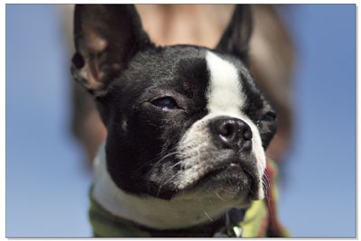 Lola Bean, a Boston terrier, hangs out with her owner, Jannie
Vaught, on Sunday morning.
