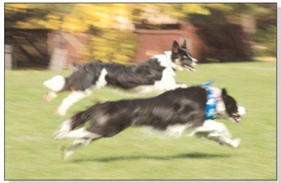 Two border collie mixes made a mad dash for a ball.