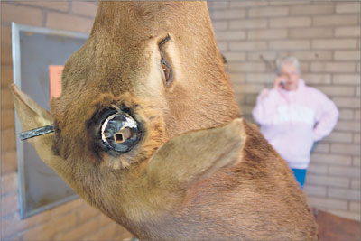 This elk head was just one of the many interesting items up for
auction over the weekend.