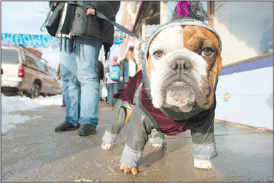Leslie Jensen and her bulldog, Newman, make their way to the
Canine Fashion Show on Saturday.
