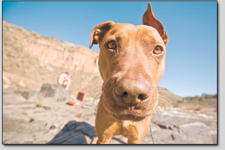 No river trip is complete without a loyal canine. Here, Posey
the playful pit, gets a little curious about the camera.