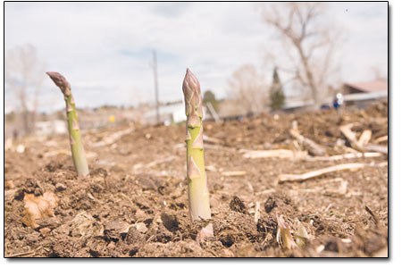 The first of many sweet and crunchy asparagus plants pop out of
the ground at Evening Star Farms.