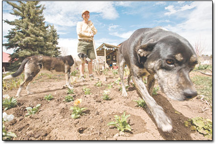 Peg George laughs as Chloe, right, and Lucy goof off in her row
of pansies at Evening Star Farms on Monday.