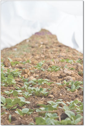 Spinach begins to rise from the earth at Cottonwood Creek
Farm.