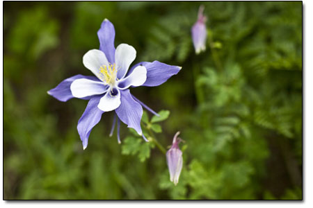 While not many flowers are in bloom, this lone columbine spread
its petals over the weekend.