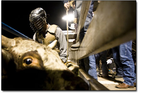 A bull waits anxiously as cowhands afix the bucking strap.