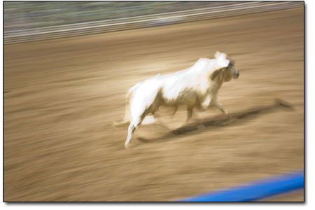 A bull runs through the arena after dropping a cowboy.
