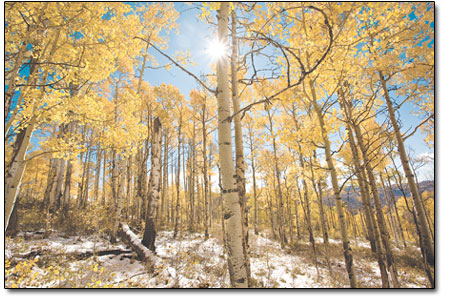 The sun shines through a grove of aspens, which will soon drop
their leaves with the oncoming cold weather.