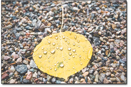 Water beads on a fallen aspen leaf along the side of U.S. Hwy.
550 just north of Silverton on Sunday.