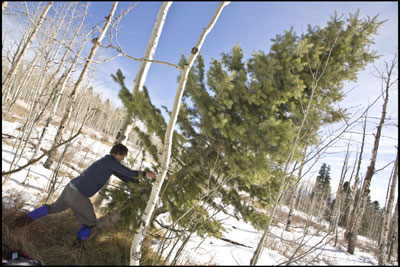 In a barren grove of aspen, Ben Griffith drops the beauty that
will stand over his familys presents this year.