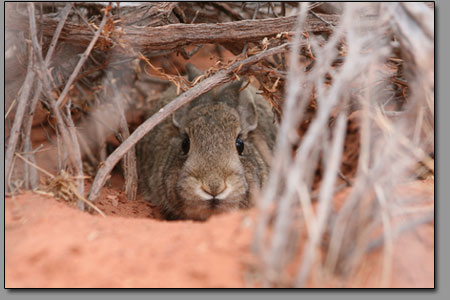 A cottontail rabbit hides in the brush.
