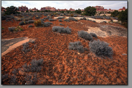 Cryptobiotic soils make up 70-80 percent of the living ground
cover in some areas of the Needles.