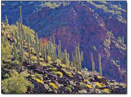 Saguaro cacti push farthest North in their range in the Salt
River Canyon.