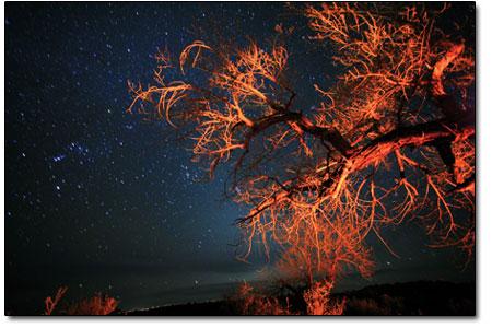 The Milky Way frames the branches of a cottonwood.