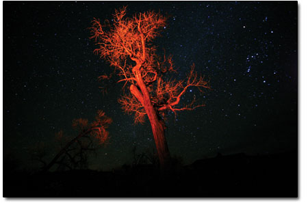 A campfire illuminates a cottonwood. Orion is visible to the
right of the tree.