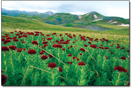A patch of kings crown grows along the Continental Divide near
Silverton.