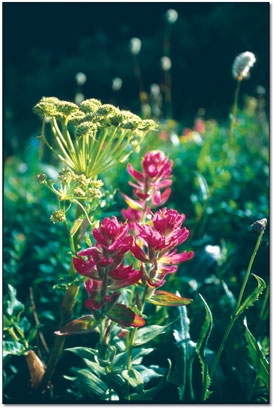 The ever-popular Indian paintbrush in magenta.