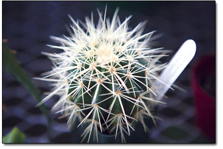 Echinocactus Grusonii, aka the gold barrel cactus, is native to
Central Mexico.