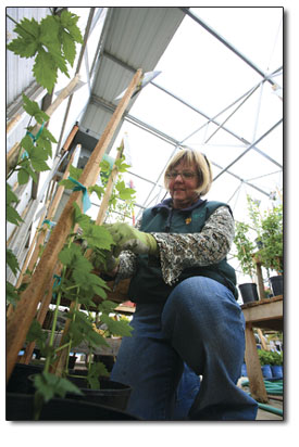Julie Crumbaugh tends to some flourishing beer-making hops at
Native Roots.