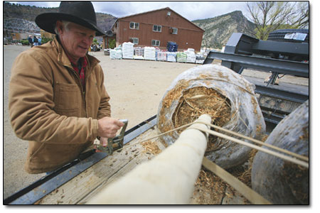 Local builder Larry Barnes staps down a ponderosa pine for
transplant outside Native Roots.