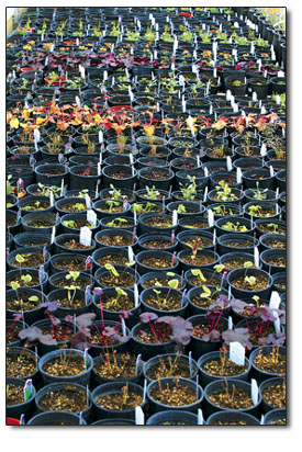 Hundreds of seedlings find shelter from early spring
weather.