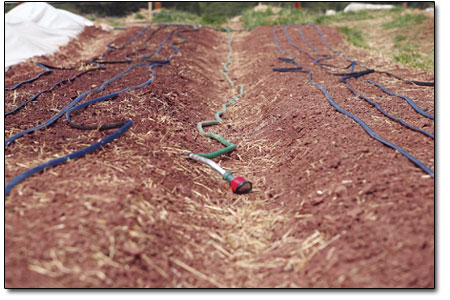 Drip-line irrigation is an efficient watering system in parched
regions such as our own.