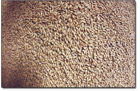 Toasty malted barley - the building blocks to good beer.