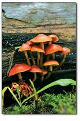 A small colony of mushrooms thrives on a  mossy log.