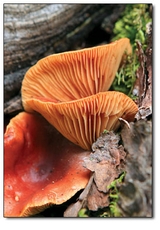 The elegant gills of a mushroom are important for species identification.