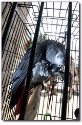 An African grey parrot keeps the crowds entertained