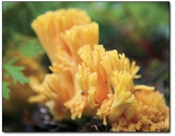 The aptly named coral fungi.