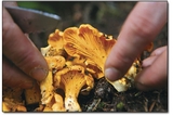 Chanterelle mushrooms: nuggets of pure gold.